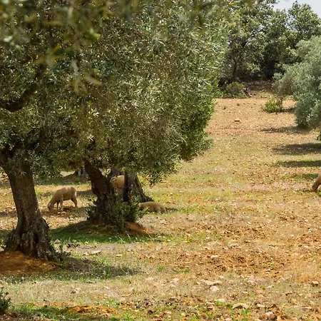 Σπίτι διακοπών Picazas Peñarroya-Pueblonuevo